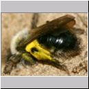 Andrena vaga - Weiden-Sandbiene -16- 02a ohne Stylops.jpg